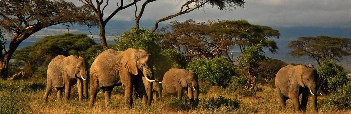 elephants of amboseli in kenya