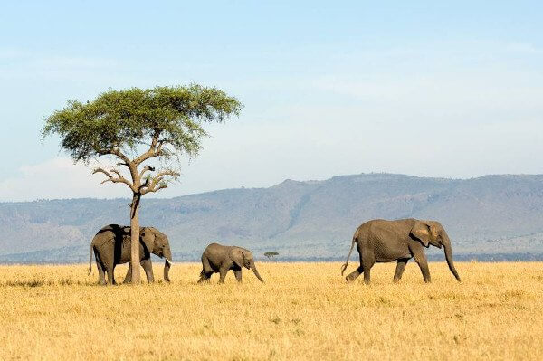 Samburu,Nakuru,Masai Mara,Naivasha and Amboseli Camping Safari.