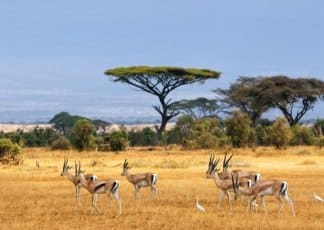 Manyara -Ngorongoro - Serengeti