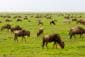 Lake Manyara-Serengeti - Ngorongoro safaris